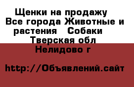 Щенки на продажу - Все города Животные и растения » Собаки   . Тверская обл.,Нелидово г.